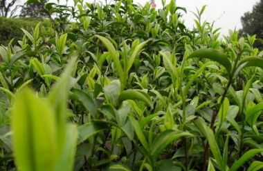 寧波茶葉冷庫(kù)保存要點(diǎn)