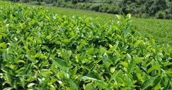 茶葉冷庫(kù)需注意哪些事項(xiàng)？