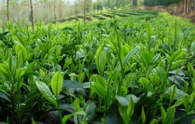 茶葉冷庫(kù)保存注意事項(xiàng)